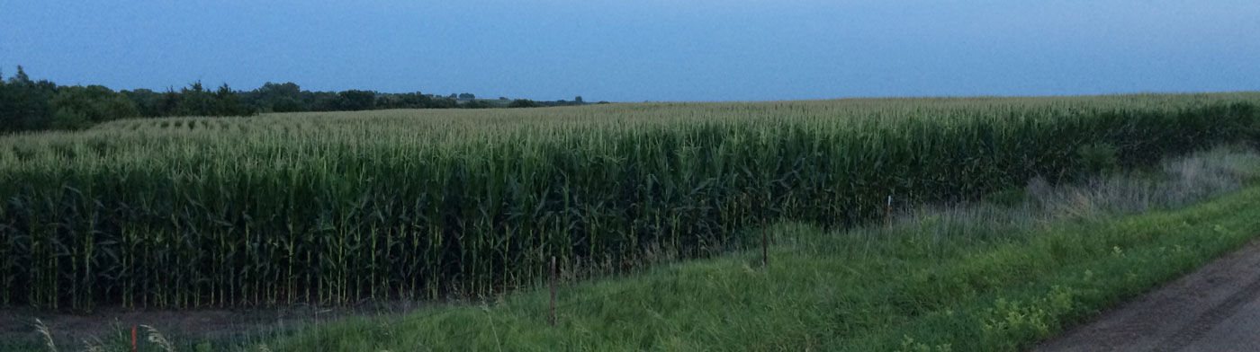 corn field at dusk in Pickrell, Gage County, NE