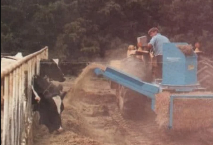 photo from the 80s with a man driving a tractor as a strawblower blows straw towards a cow trough